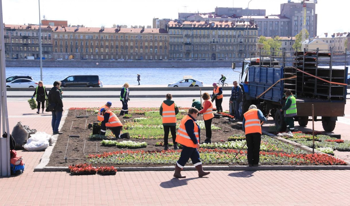 Площадь Ленина украсили 16 тысяч цветов - tvspb.ru