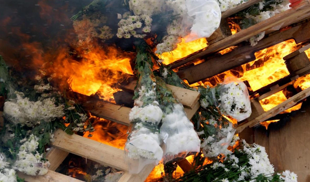 В Петербурге сожгут почти 1,5 тысячи импортных цветов, зараженных опасным вредителем - tvspb.ru