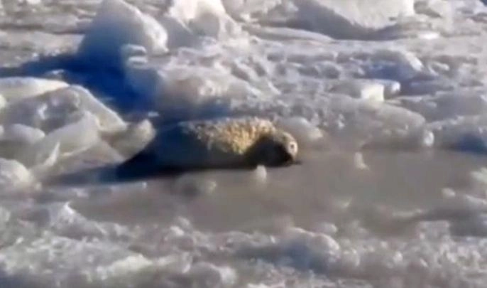 В петербургских льдах рыбаки заметили малыша серого тюленя - tvspb.ru