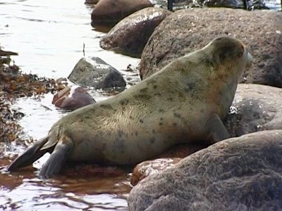 Специалисты подсчитали, что в Финском заливе живёт более 1600 тюленей - tvspb.ru
