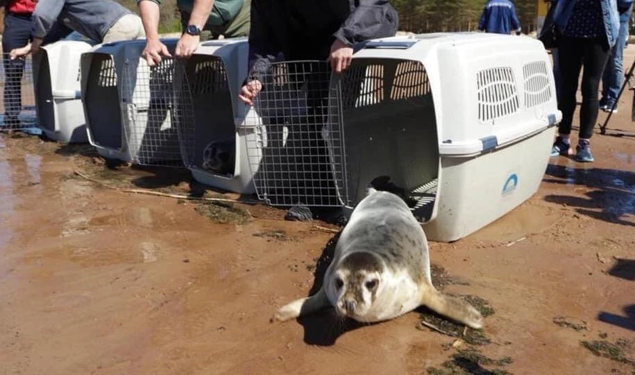 В Петербурге выпустили в море спасенных тюленей - tvspb.ru