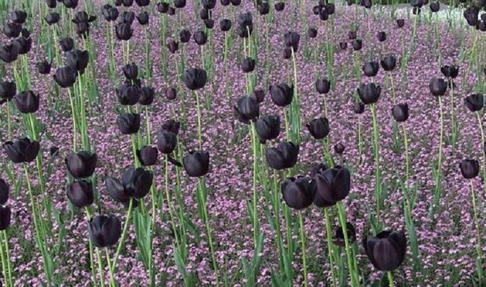 На Елагином острове расцветут редкие черные тюльпаны | Телеканал  Санкт-Петербург
