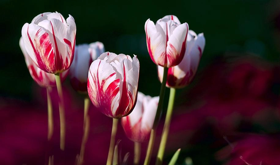 Тюльпаны, нарциссы и гиацинты. Какие цветы можно посадить осенью - tvspb.ru