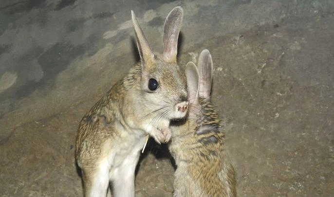 В Московском зоопарке из холодильников для зимовки достали тушканчиков - tvspb.ru