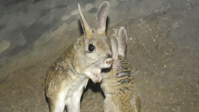 В Московском зоопарке из холодильников для зимовки достали тушканчиков