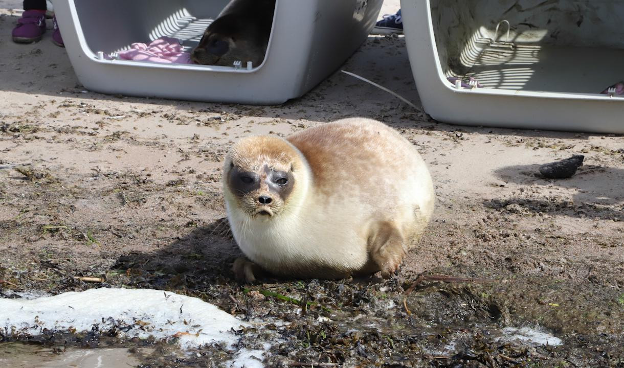 Выздоровевшего после инсульта тюлененка Гыр-Гыр выпустили в Финский залив