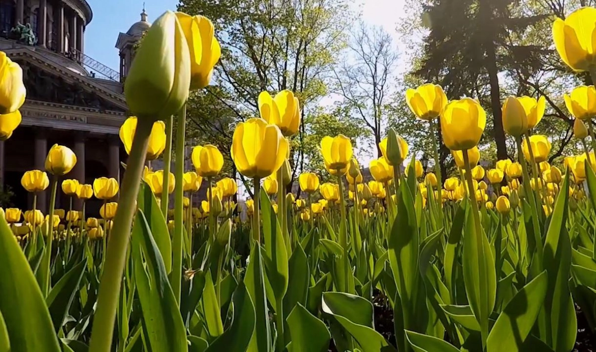 Адвокат: за сорванный с клумбы цветок может грозить уголовная ответственность - tvspb.ru