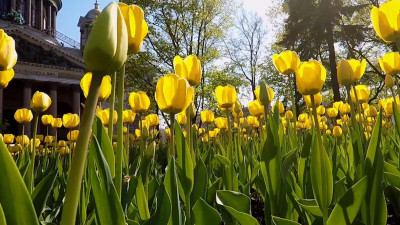 Адвокат: за сорванный с клумбы цветок может грозить уголовная ответственность