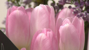 Выставка тюльпанов