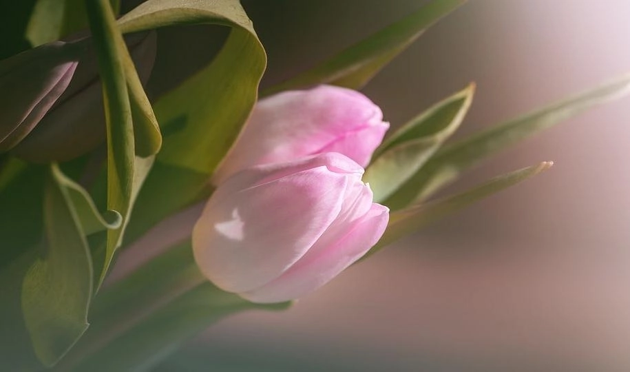 Подарок для женщин. Какие музеи 8 марта можно посетить бесплатно - tvspb.ru