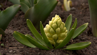 На Елагином острове ждут цветения новых сортов тюльпанов