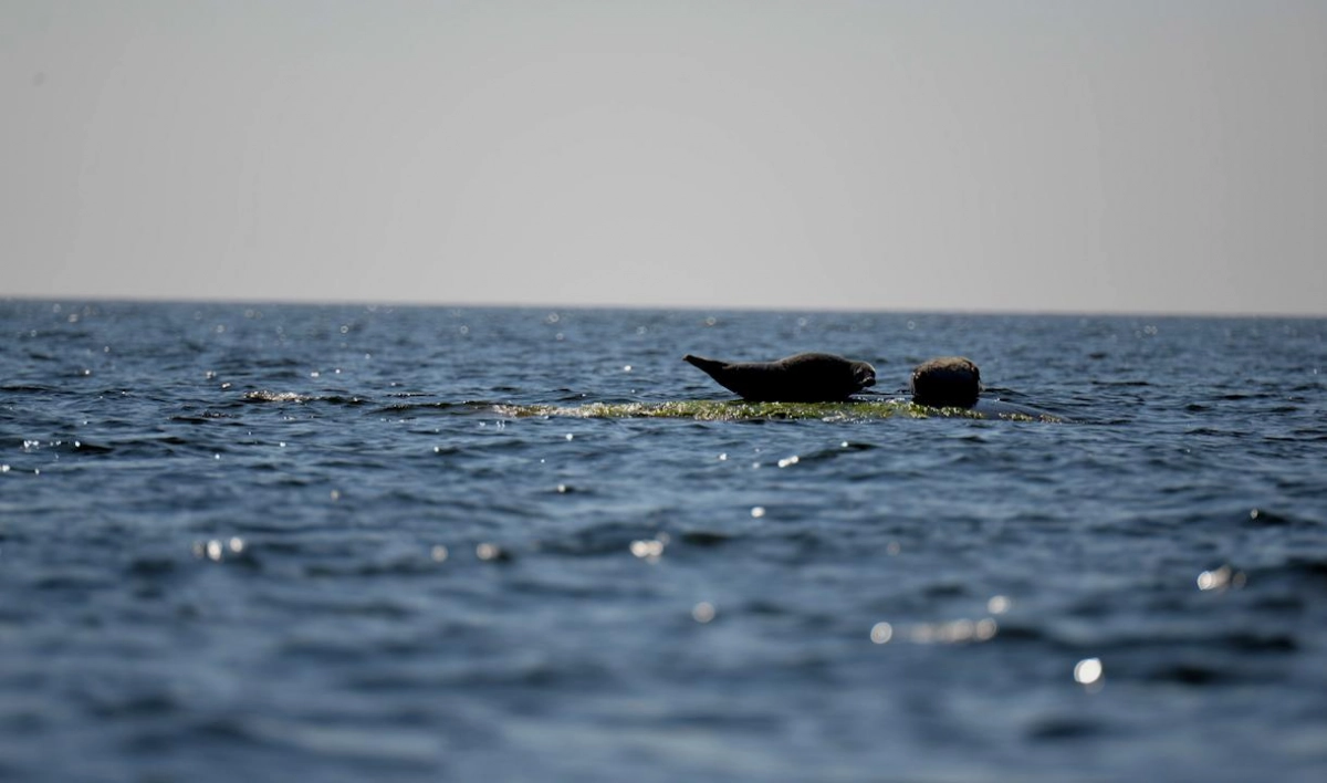 В центре спасения тюленей прокомментировали открытие в Ленобласти тропы для наблюдения за нерпами - tvspb.ru