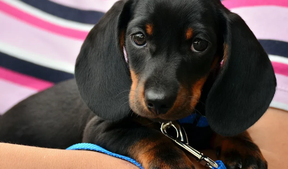 Петербуржцы приходят голосовать в компании четвероногих друзей - tvspb.ru