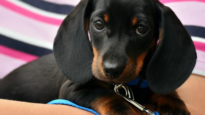 Петербуржцы приходят голосовать в компании четвероногих друзей