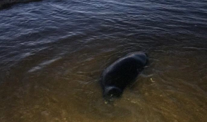Волны Финского залива начали выносить на берег погибших тюленей - tvspb.ru