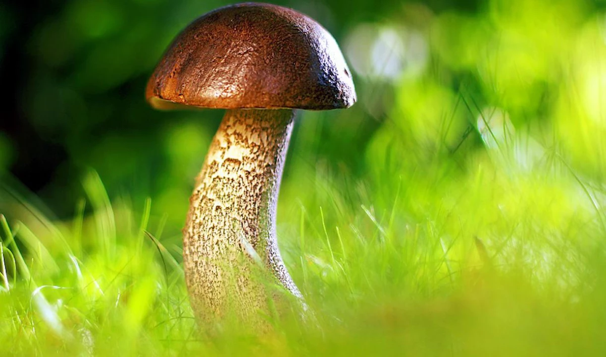 Потребление грибов снижает риск возникновения тяжелых болезней - tvspb.ru