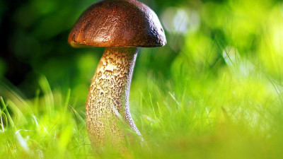 Потребление грибов снижает риск возникновения тяжелых болезней