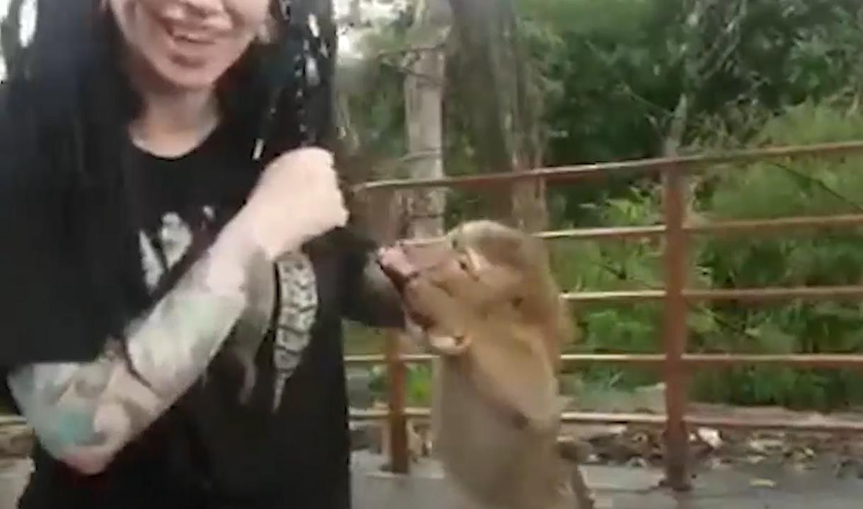 Укус обезьяны