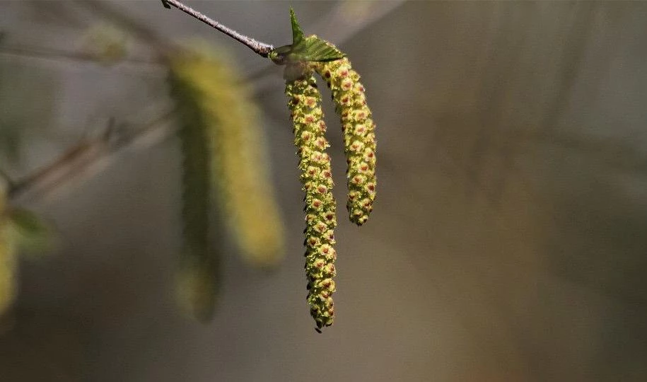 В Петербурге начали цвести растения-аллергены - tvspb.ru