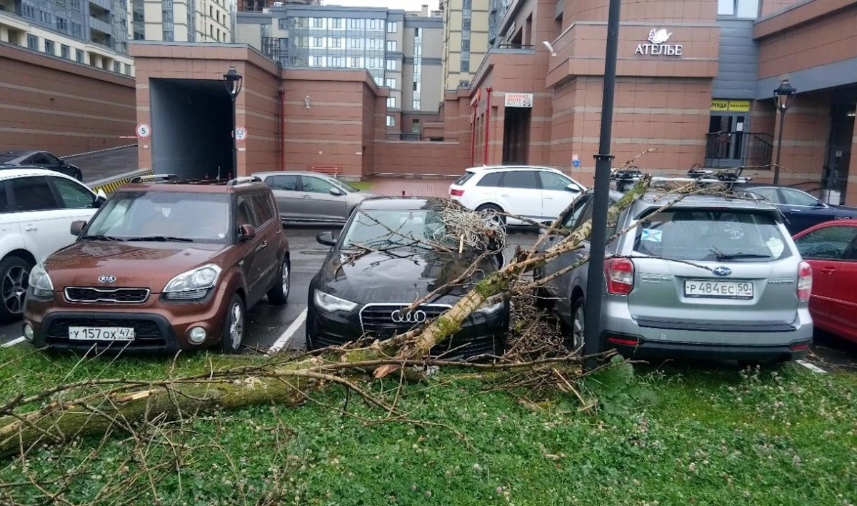 Ветер повалил дерево на автомобили на Московском проспекте - tvspb.ru