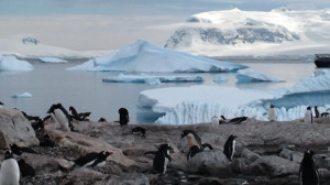 Любопытные факты об Антарктиде