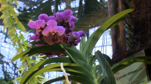 Орхидеи и советы по их выращиванию дома