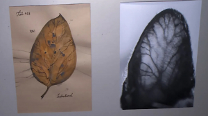 Целый мир в кошачьем ухе