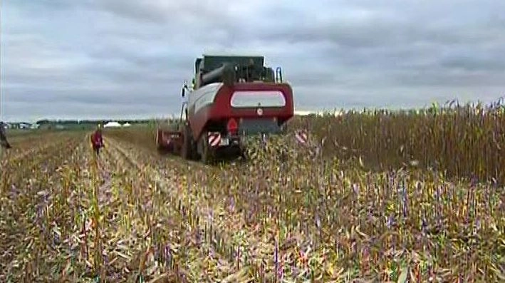 Главы министерств сельского хозяйства России и Германии обсудили торговые ограничения - tvspb.ru