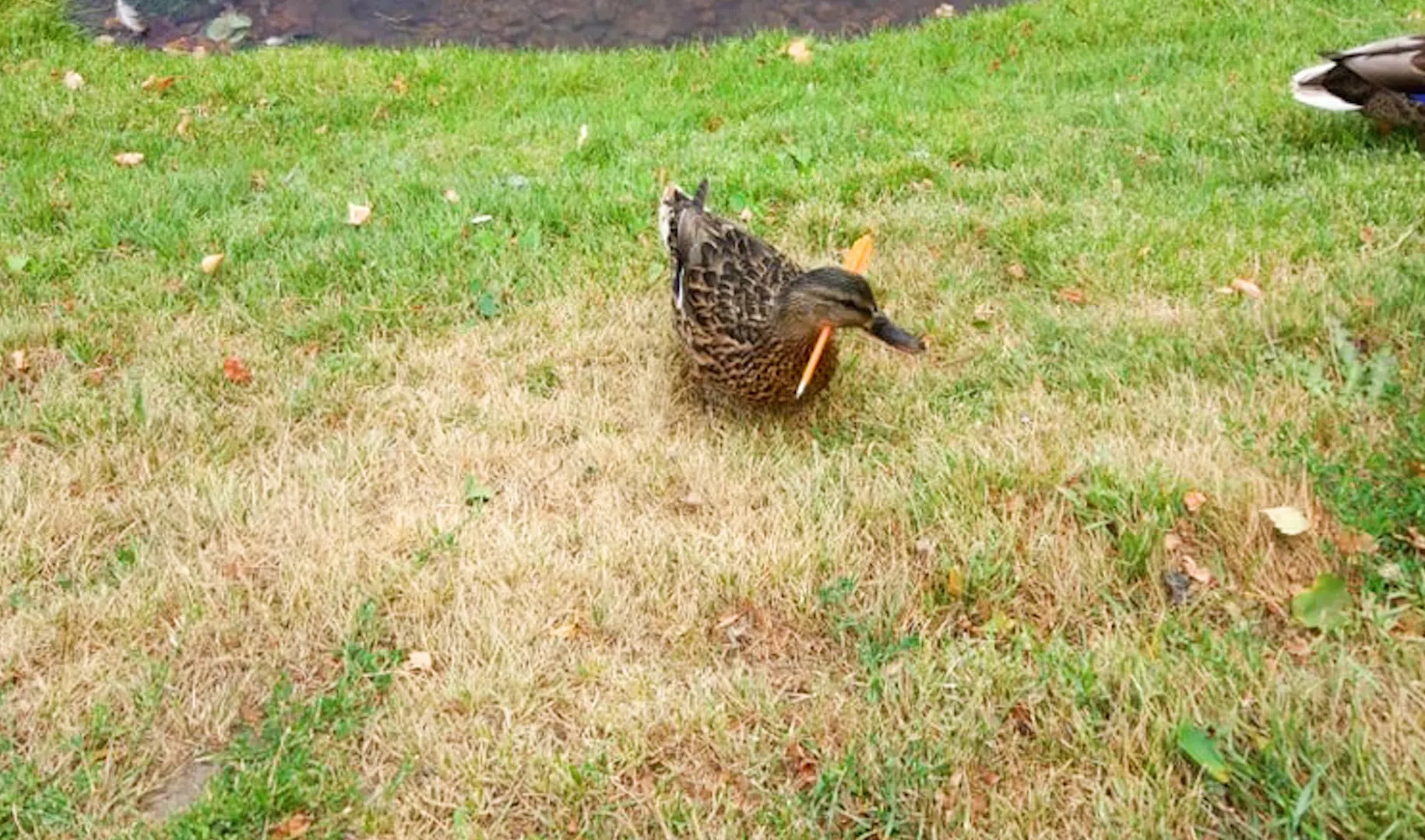 птицы перовского парка. замечена утка. утка с ножом. замечена утка. замечена утка.
