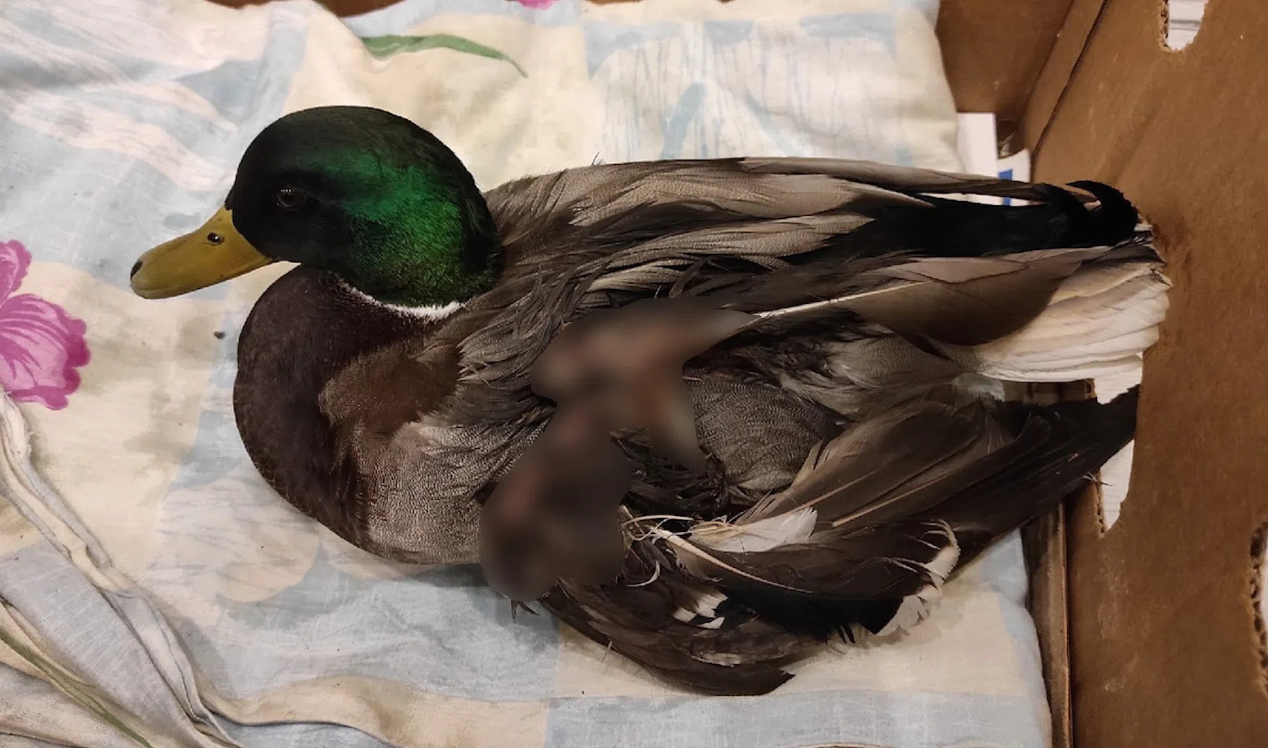 Сила добровольчества