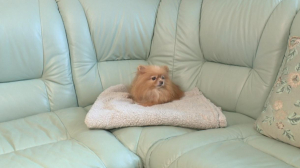 Собакам вход разрешён! Dog-friendly места в Петербурге