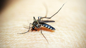 Какую опасность несут на своих крыльях комары?