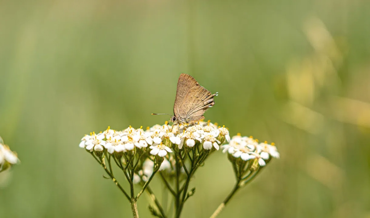 Ученые доказали, что полынь способна подавлять коронавирус - tvspb.ru