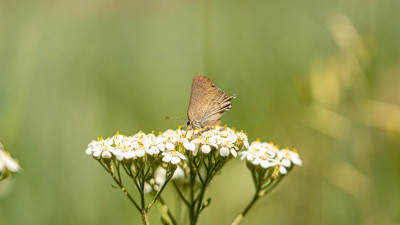 Ученые доказали, что полынь способна подавлять коронавирус