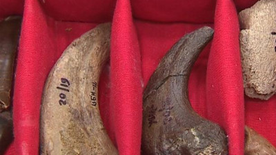 Ученые рассказали, как им удалось обнаружить новый вид динозавров