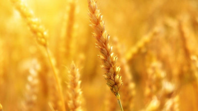 Петербургские мукомолы поддержали идею создания Фонда продовольственного зерна