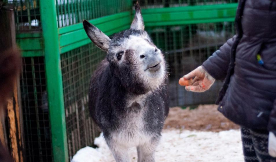 Центр реабилитации диких животных «Велес» завоевал всемирную известность