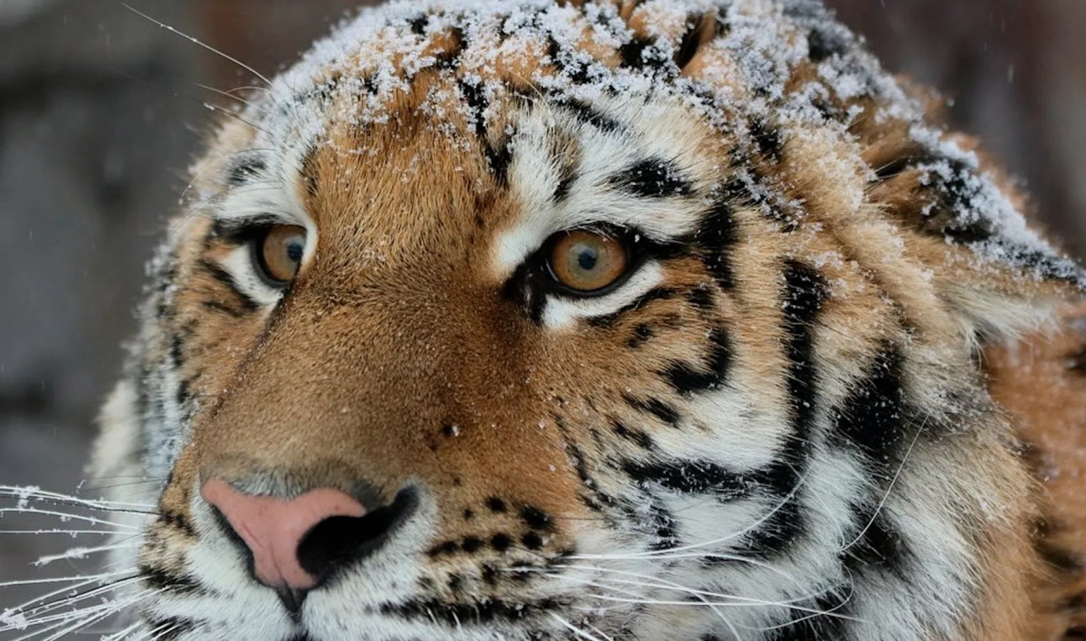 В Ленинградском зоопарке тигрица Виола готовится стать символом предстоящего года - tvspb.ru