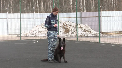 В Петербурге полицейская собака Кадис помогла разыскать подозреваемого в убийстве