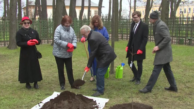 В Летнем саду появился саженец, выращенный из жёлудя петровского дуба