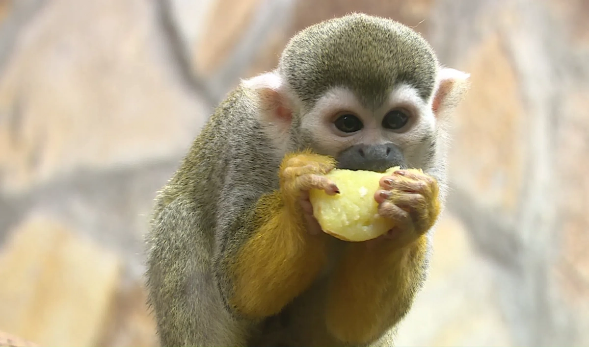Имя малышей обезьянок саймири в Ленинградском зоопарке выберут голосованием - tvspb.ru