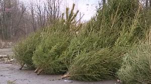 В Петербурге выбрасывают нераспроданные елки