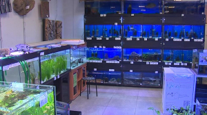 Петербургские ученые решили сыграть на чувствах обитателей аквариума