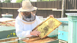 Неожиданную популярность снискал петербургский блогер, который снимает ролики о пчеловодстве