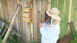 Неожиданную популярность обрел петербургский блогер, который снимает ролики о пчеловодстве