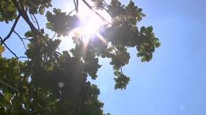 Июнь этого года в Петербурге вошел в пятерку самых теплых за всю историю метеонаблюдений