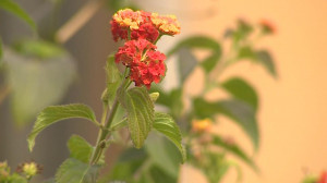 Ботанический сад возобновил работу