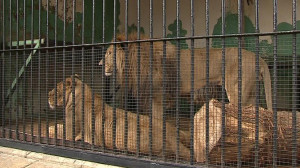 Юбилей Ленинградского зоопарка