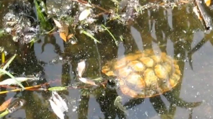 В пруду парка Малиновка заметили черепаху
