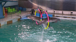 После карантина петербургский дельфинарий открывает свои двери для посетителей
